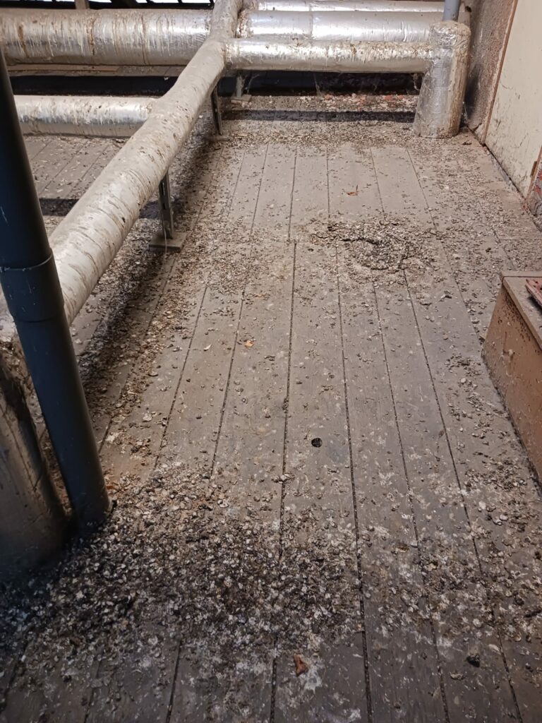 Fientes d'oiseaux accumulées sur un site professionnel